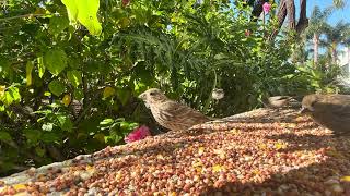 🕊️✨Feathered Friends Feeding A Joyful BirdWatching Experience 🦜 [upl. by Llennyl]