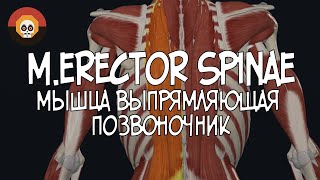 Мышца выпрямляющая позвоночник merector spinae 3D Анатомия [upl. by Hymen]