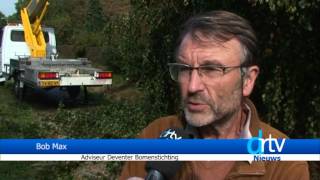 Drtv Nieuws  Monumentale boom gesnoeid  7 oktober 2013 [upl. by Farland]