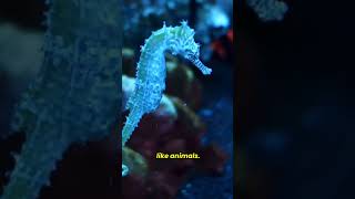 Are Corals Plants or Animals The Fascinating Truthmarine biology [upl. by Nichola]