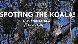 SPOTTING THE KOALA NARRANDERA NSW [upl. by Saito]