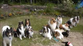 Rough Collie ： ミニオフ in 北軽井沢BBQ 2013．07．27 [upl. by Llehsam]