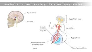 Le complexe hypothalamohypophysaire [upl. by Ibby923]