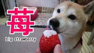 柴犬小春 【ASMR】大きな苺が転がっとったよってに！Because big strawberry rolls over [upl. by Tiler]