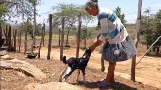 Olha o Que Aconteceu Quando Dona Inês Fui Alimentar O 🐐 Bodinho [upl. by Emlynne]