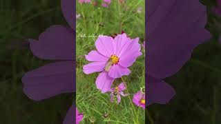 Cosmos “Sakura of Autumn” japan cosmos flowers shorts shortsvideo japantravel autumn [upl. by Mich]