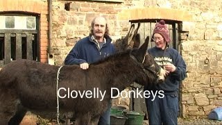 Clovelly Donkeys  North Devon [upl. by Bjorn87]