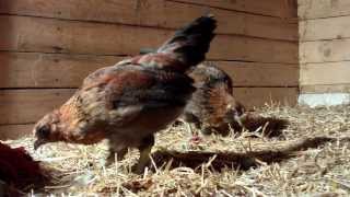 9 Week Old Ameraucana Chicks [upl. by Gaelan]