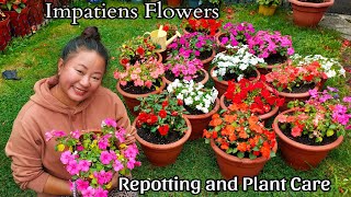 Impatiens Flowers Repotting and Plant Care  Nepali Gardening vlogs [upl. by Bramwell]