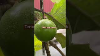 terungAsam Solanum lasiocarpum sarawaksayur foodie vegetables shorts [upl. by Durman615]