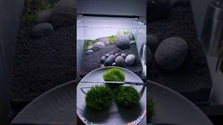 Part 10 Planting the rest of the carpeting plants aquarium aquascape plantedtank iwagumi [upl. by Ocicnarf]