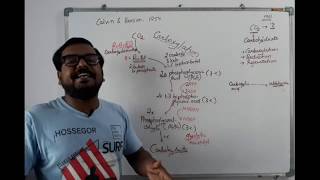 Calvin Cycle Class 11 [upl. by Estrella]