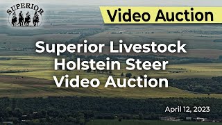 Superior Livestock Holstein Steer Auction [upl. by Colleen]