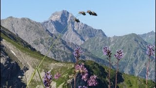 Kleinwalsertal Wanderung Fiderepasshuette [upl. by Aztinay258]