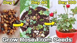 How to grow Rose from seeds  gulab ko beej se kaise ugaye [upl. by Mogerly]