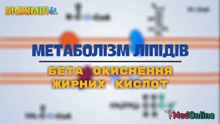 Метаболізм Ліпідів  Бета Окиснення Жирних Кислот [upl. by Kela]