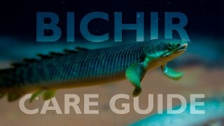 Bichirs An Ultimate Care Guide [upl. by Ssenav]