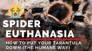 Spider Euthanasia How To Put Your Tarantula Down The Humane Way [upl. by Larimore429]