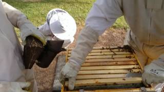 Treating a hive with powder sugar for Varroa Mite Destructor [upl. by Rehpatsirhc381]