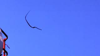 Slowmotion video of a flying snake in side view 1 2019 [upl. by Elwina]