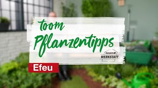 toom Pflanzentipps – Efeu  toom Baumarkt [upl. by Furnary]