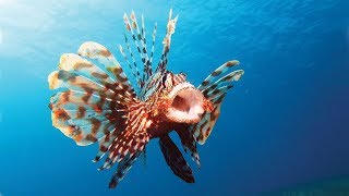 Lionfish Facts and Care Guide [upl. by Donni]