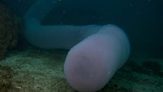 GIANT PYROSOME A superorganism  Oceana [upl. by Gamber985]