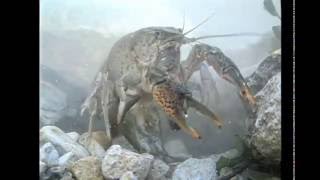 Americas Crayfish Crawling In Troubled Waters Also see httpsjustapediaorgwikiCrayfish [upl. by Aerdnak416]