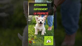 🐕🎓APPRENDRE la PROPRETÉ à mon CHIOTCHIEN 🎓🐕 éducationcanine educateurcanin chiot chiots [upl. by Ariahaj]