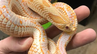 Albino Anaconda Hognose Snake [upl. by Petit280]