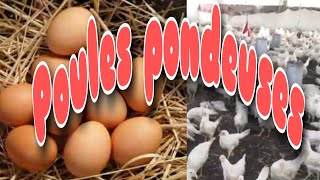 COMMENT DÉBUTER UN ÉLEVAGE DE POULES PONDEUSES  blog Hawa Conseils Elevage [upl. by Nashner]