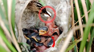 Something happened to the throat of the baby Zitting cisticola bird birdswithme107 [upl. by Auhs661]