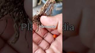 Football Lily Seeds Collecting In Rainy Season India  Scadoxus multiflorus Ornamental Plants Seeds [upl. by Irmina]