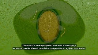 Nematodos entomopatógenos así matan a las orugas [upl. by Morissa]