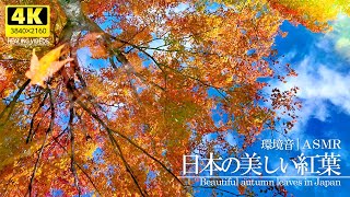 【癒し】日本の美しい紅葉と環境音VOL3｜川のせせらぎと鳥のさえずり、風や滝の音で自然を感じて頂けると嬉しいです。疲れた心身の回復・リラックス効果・勉強中や作業用、目覚めの朝や眠れない夜にもどうぞ。 [upl. by Aneled]