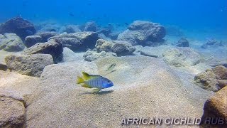 Chizumulu Island  Lake Malawi Cichlids  HD Underwater Footage [upl. by Wiltsey]