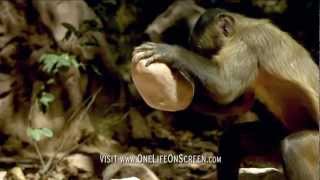 Brown Capuchin monkey uses a tool  One Life  BBC [upl. by Treve]