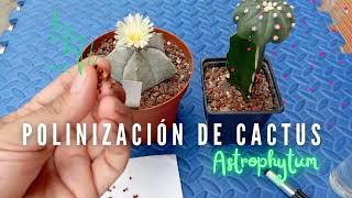 ¿Cómo polinizar un cactus Astrophytum  Los cactus de Juan amp Almendra [upl. by Snook]