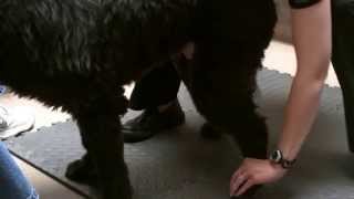 Neurologic exam on a dog using the quotKnucklingquot technique Proprioceptive deficits [upl. by Merrill]