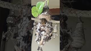 Beautiful nest of sunbird  baby sunbird 🐦🐦🍀☘️😍 [upl. by Stephi]