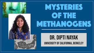 Dipti Nayak UC Berkeley 2 Mysteries of the Methanogens [upl. by Dolf]