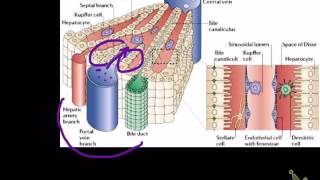 functional liver microanatomy [upl. by Lerret29]