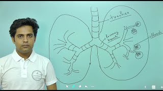 CHAPTER14 BREATHING AND EXCHANGE OF GASES PART2 11TH BIOLOGY NCERT FOR NEET [upl. by Baldwin268]