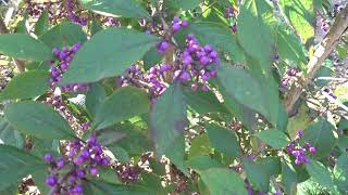 Callicarpa bodinieri var Profusion čes krásnoplodka Bodinierova [upl. by Carmella]