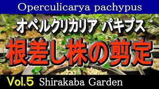 ■根差し株の剪定■オペルクリカリア パキプス Vol5・実生、挿し木、根ざしの検証 Operculicarya pachypus・Cultivation by cuttings [upl. by Gnaoh]