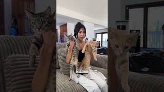 My spoiled sister forgot her cat wusworld [upl. by Robillard]