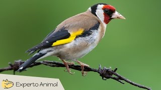 Jilguero campero Carduelis carduelis  Canto características y curiosidades [upl. by Lou]