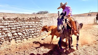 SE ANIMO A COLEAR EN UNA MULA COLEADERO EN EL TESORERO JEREZ ZACATECAS [upl. by Giardap70]