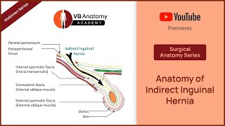 Anatomy of Indirect Inguinal Hernia  Abdomen Surgical Anatomy Series [upl. by Linus]