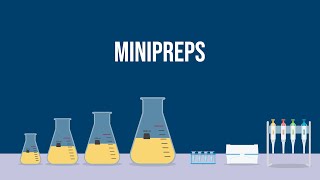 02  DNA Isolation from bacterial culture [upl. by Elleinad359]